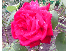 IMG 20160808 101736.jpg