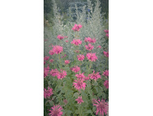 ������� �������.jpg