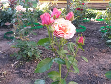 ���������� 2016�