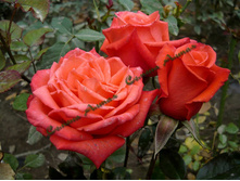 ���� 2000.jpg