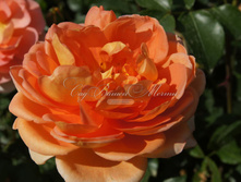 ��� �����.JPG