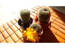 ������� Formosa