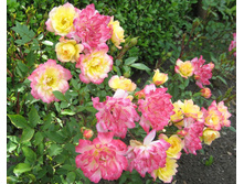 ���� ��������.jpg