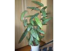 ����� 012.jpg