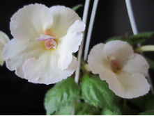 ����� 001.jpg