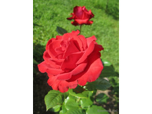 ����� ���.jpg