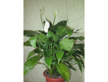 ������ 006.jpg