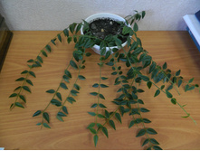 ���� �����, �������� ������, ������� �� ������.