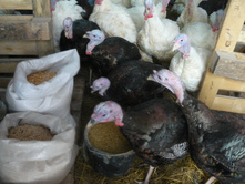 ��� ��� ��� ��������?