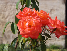 DSCF7701.JPG