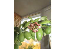 Hoya bilobata