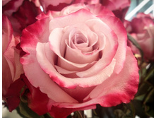 ���� �����.jpg