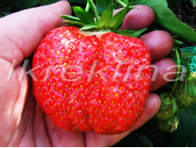 ��������� ���� 50���..jpg