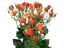 ������� (��������-������).jpg