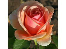 ���� ����.jpg