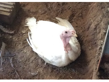 ����� �����.jpg