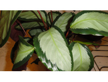 ������� ��������  -