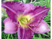 IMG 20160724 170933.jpg