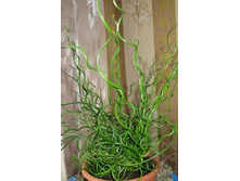 ������� .....