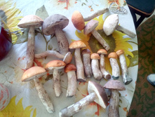 IMG 20160806 180708 1.jpg