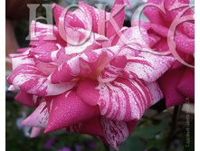 ��������� ������.jpg