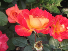 ������� �����.jpg