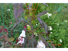 ����������� 232.jpg