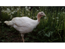 IMG 20160529 184509.jpg