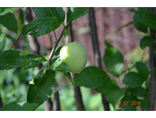 ������ �������� ����� 3 ����