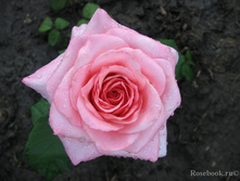 �������� ����� (����� �����).jpg