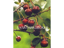 ����� �������������� 2�, (������� 4��) 520���..jpg