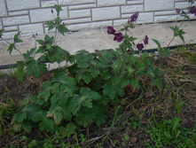 DSC05012 - �����.JPG