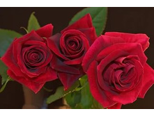 ��� �������.jpg