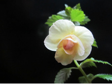 ������ 013.jpg