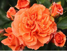 Orangerie (������)