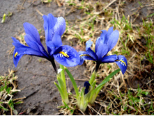 Krokus 00.jpg
