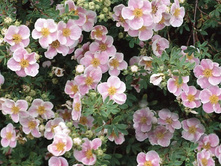 �������� ������ ����� 175���. 2-�����.jpg