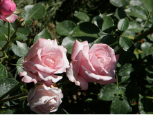 ���� ������.jpg