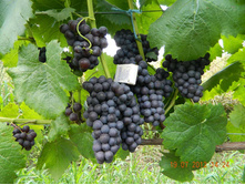 �������� �������� ���������� ������ 200���. 1-����� (������� 15��).jpg