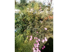 IMG 20160830 141649 901.jpg