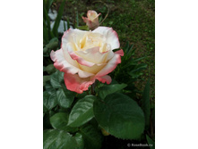 ����� ����.jpg