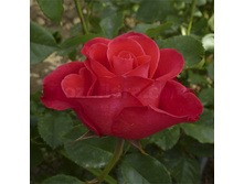 ��� ���.jpg