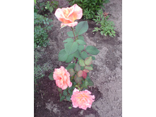 IMG 20160808 082039.jpg