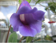 ���������� 008.jpg