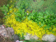 DSC05135 - �����.JPG