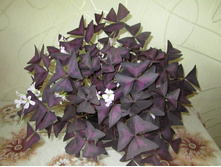 ������ 012.jpg