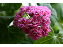 Swanland Pink (1).JPG