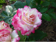 ������ ������ ������