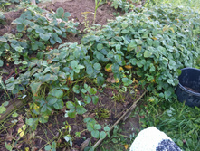 ��������� (���.����)