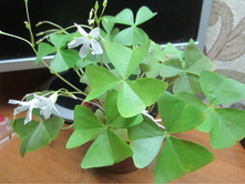 ������ 020.jpg